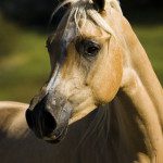 A close up of a brown horse looking at the camera.