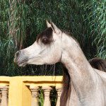 A white horse standing next to a yellow fence.