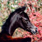 A black foal standing in front of a red background.