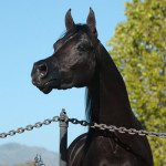 A black horse standing next to a chain.