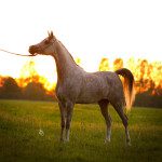 A grey horse standing in a field at sunset.