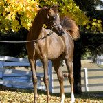 A brown horse standing in the fall leaves.