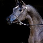 A grey horse with a bridle is standing in front of a black background.