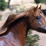 A close up of a brown horse with long hair.