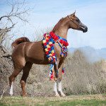 A brown horse standing in a field with a ribbon around its neck.