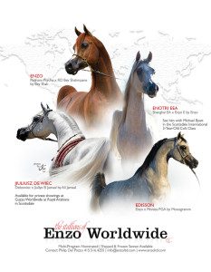Enzo world wide poster.