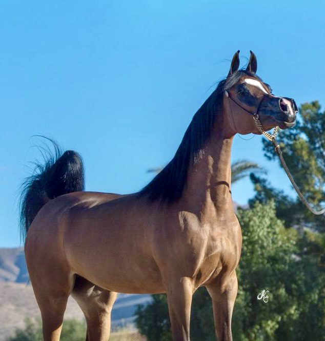 A brown horse standing on a dirt field.