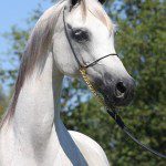 A white horse standing in a field with a halter.