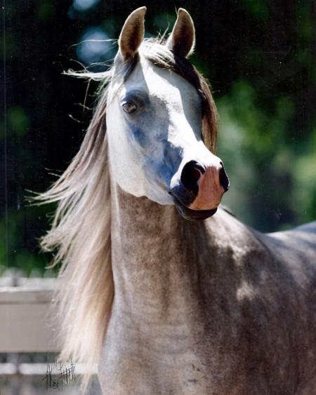 A grey horse with a white face and blue eyes.
