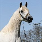 A white horse standing on a leash.