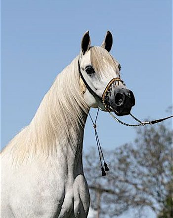 A white horse standing on a leash.