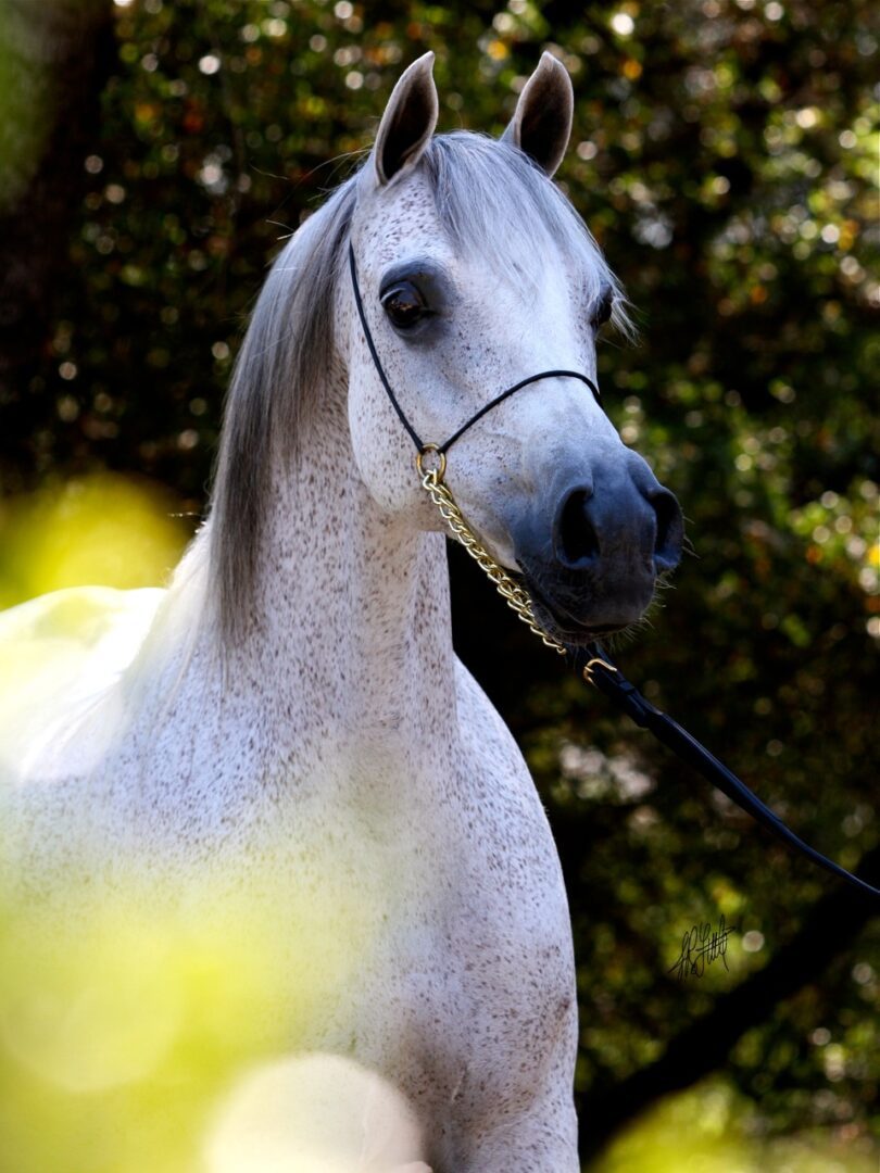 A white horse standing in the woods with a leash.