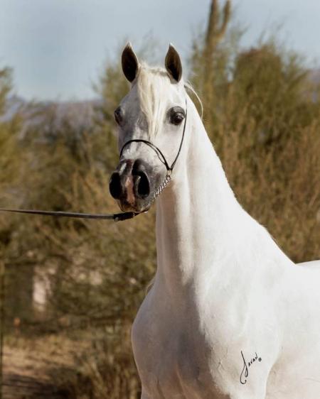 A white horse standing in a dirt field.
