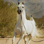 A white horse is running in the desert.