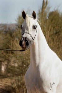 A white horse standing in a field with a leash.
