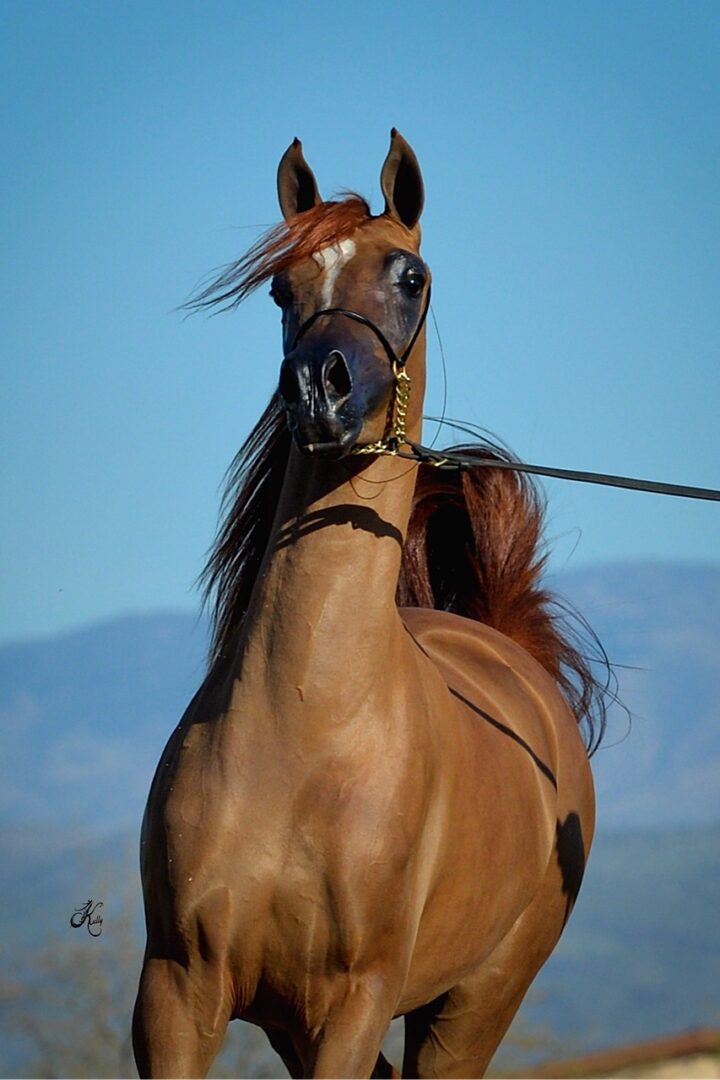 A brown horse running with a leash.