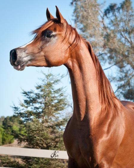 A brown horse is standing in a field.