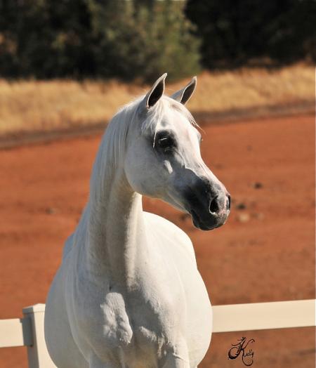 A white horse standing next to a fence.