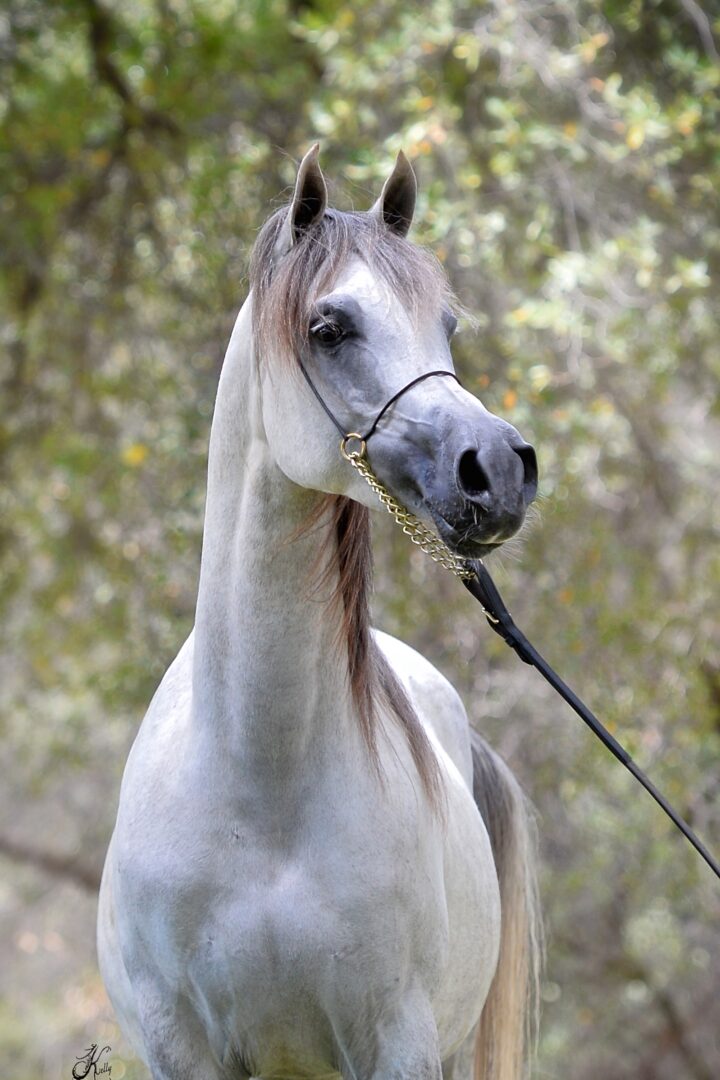 A white horse with a leash in the woods.