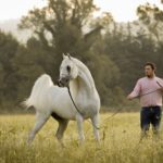 A man is standing in a field with a white horse.