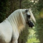 A white horse is standing in a wooded area.