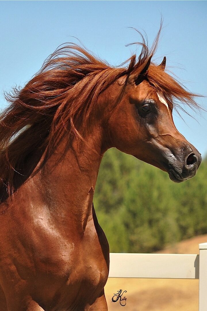 A brown horse with long hair running in a field.