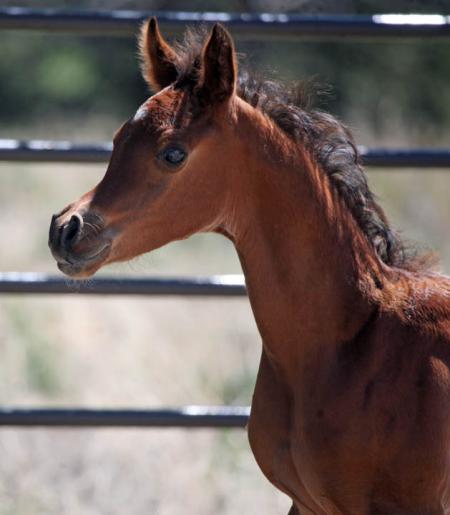 A brown foal standing in front of a fence.
