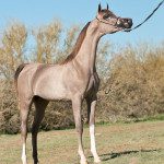 A brown horse standing in a field with a leash.