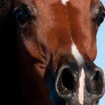A close up of a brown horse's face.