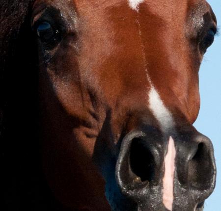 A close up of a brown horse's face.