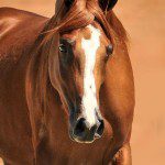 A brown horse is running in the desert.