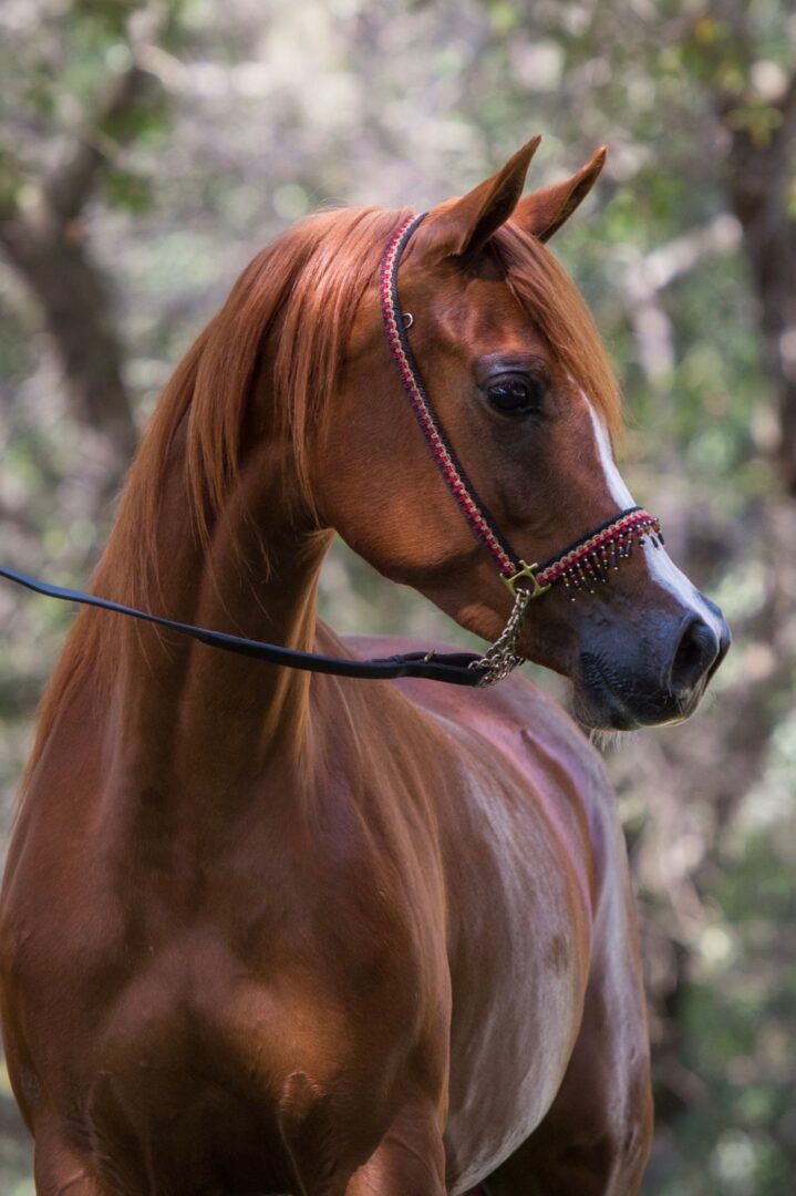 A brown horse standing in a wooded area.