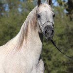 A white horse with a halter.