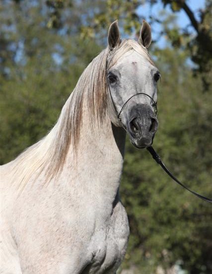 A white horse with a halter.