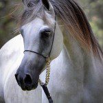 A white horse with long hair is standing in the woods.