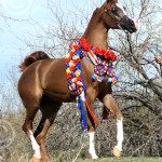 A brown horse with a ribbon around its neck.