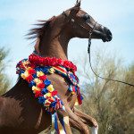 A brown horse with a red, white and blue ribbon around its neck.