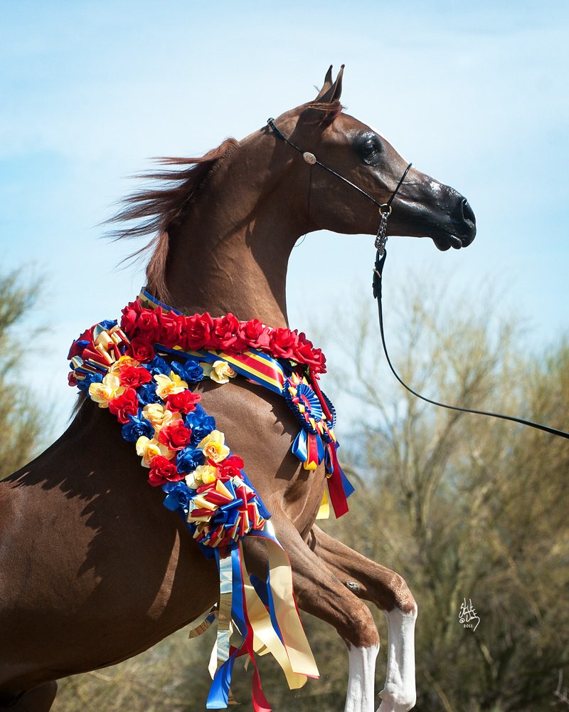 A brown horse with a red, white and blue ribbon around its neck.