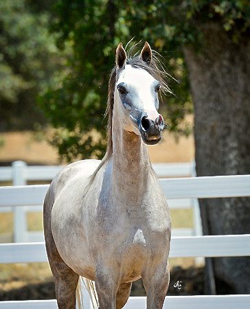 A grey horse standing in a white fence.