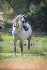 A grey horse standing next to a pond.