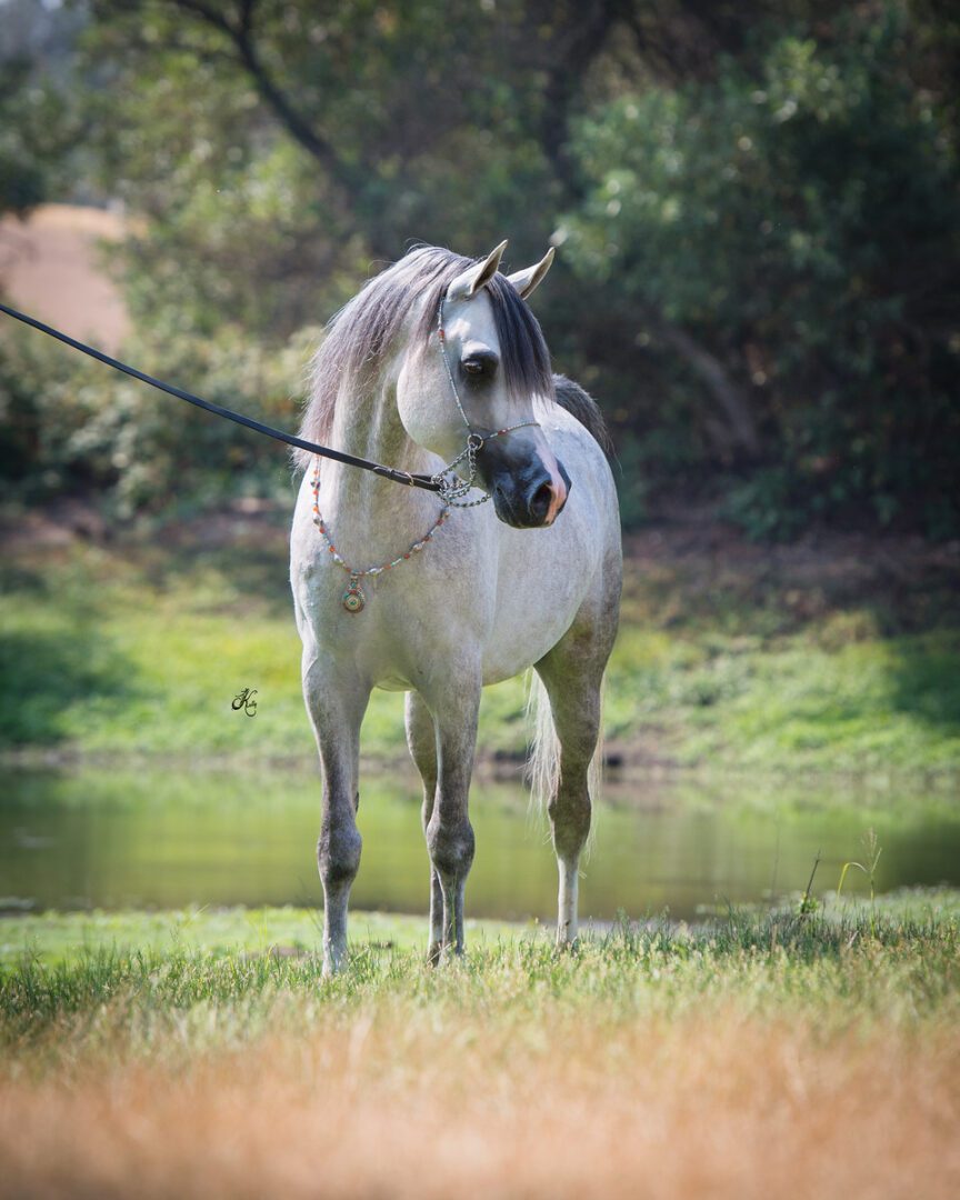 A grey horse standing next to a pond.