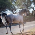 A grey horse is walking down a dirt road.