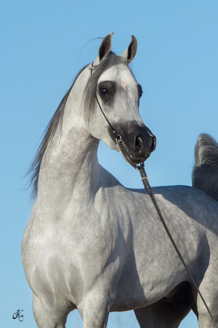 A grey horse standing on a blue sky.