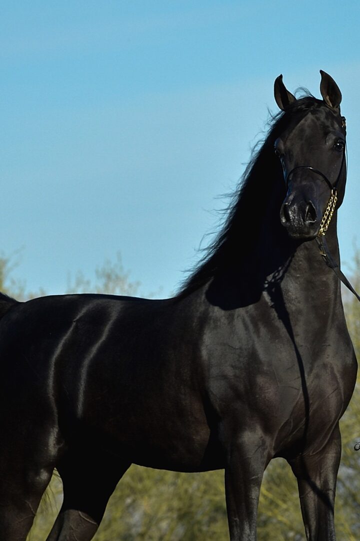 A black horse standing in a field.