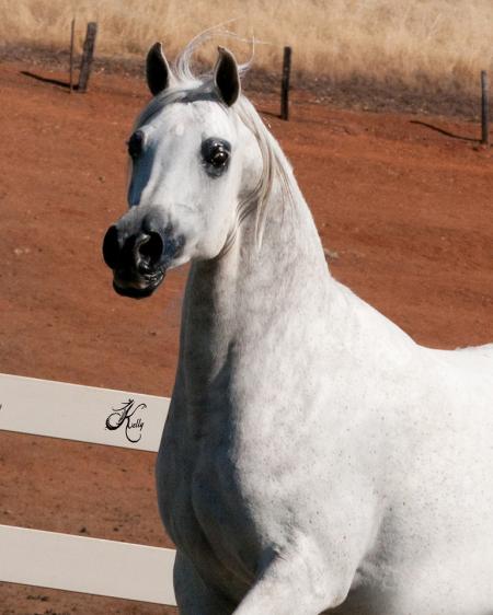 A white horse is running in a dirt field.