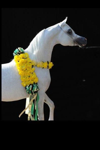 A white horse with yellow flowers on its neck.