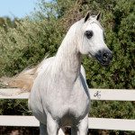 A white horse is standing next to a white fence.