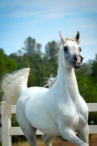 A white horse is running in a field.