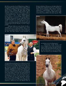 A spread with pictures of a white horse and a man.