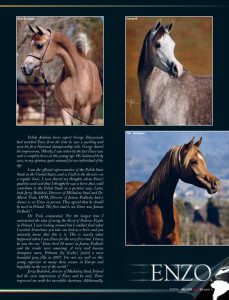 Enzo equine magazine - enzo equine magazine - enzo equine.